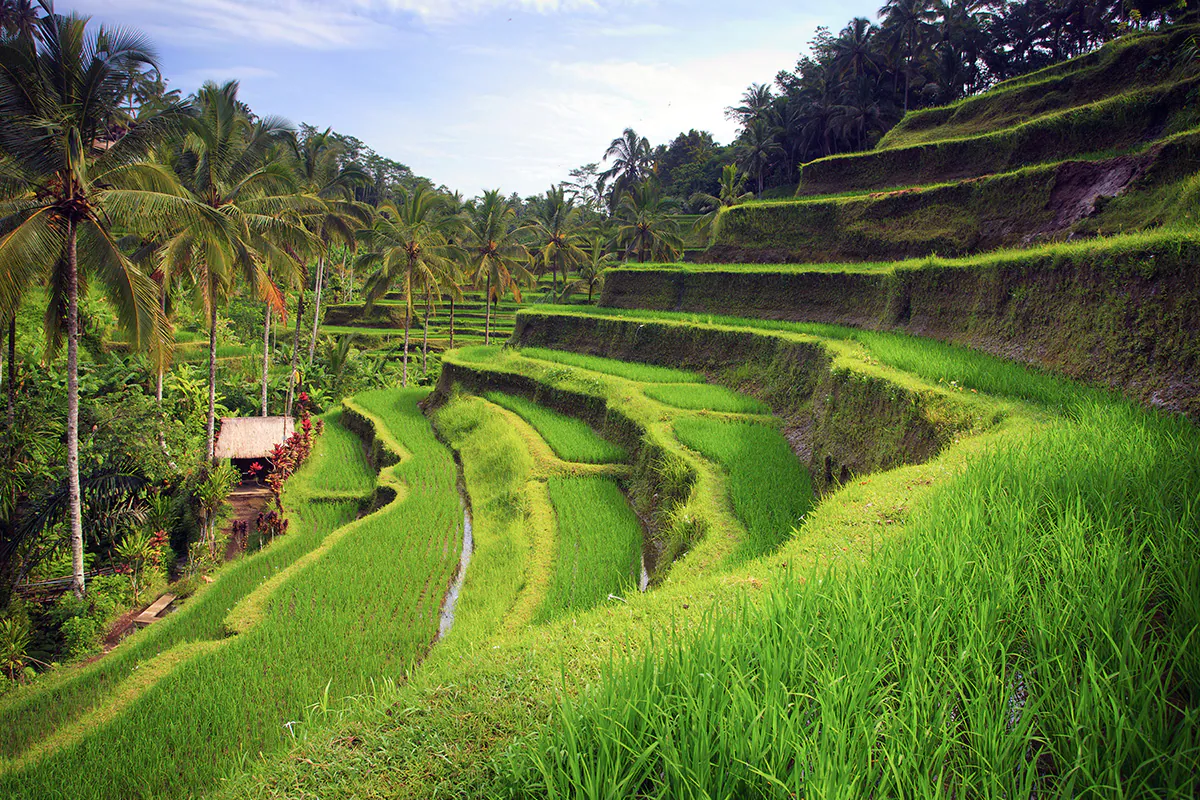 Tegalalang Rice Terrace-Bali Swing Tour and Ubud Tour