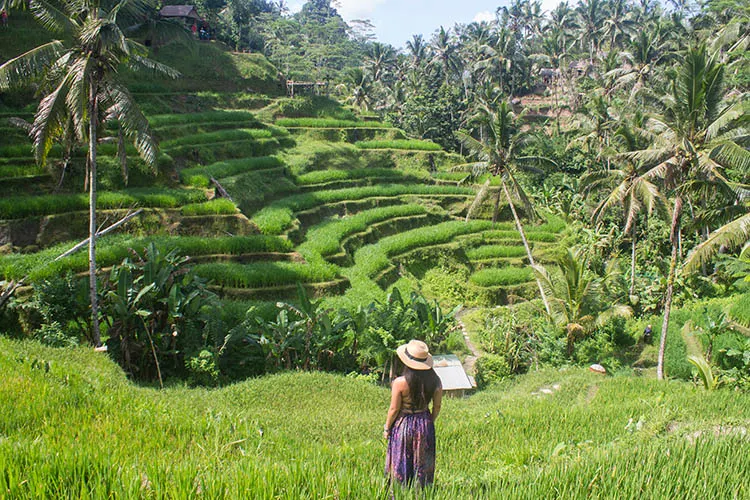 Ubud Tegalalang Rice Terrace-Tour Bali